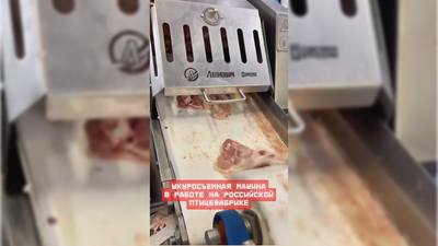 Машина обесшкуривания "ШМ-500" в работе